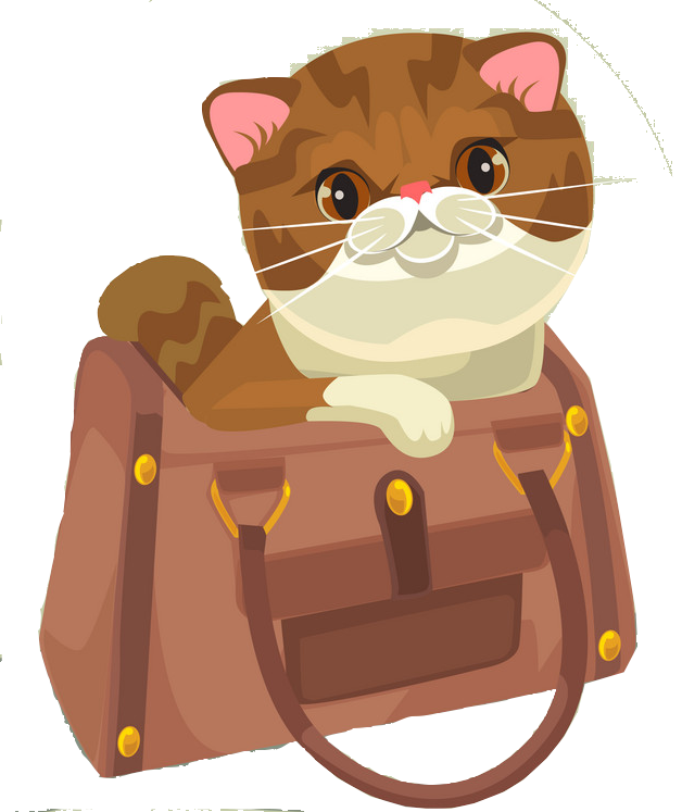 باکس و کیف حمل گربه